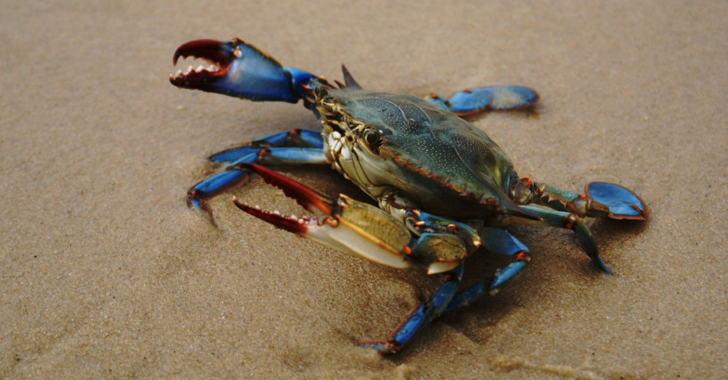 Blue Crab Festival 2019